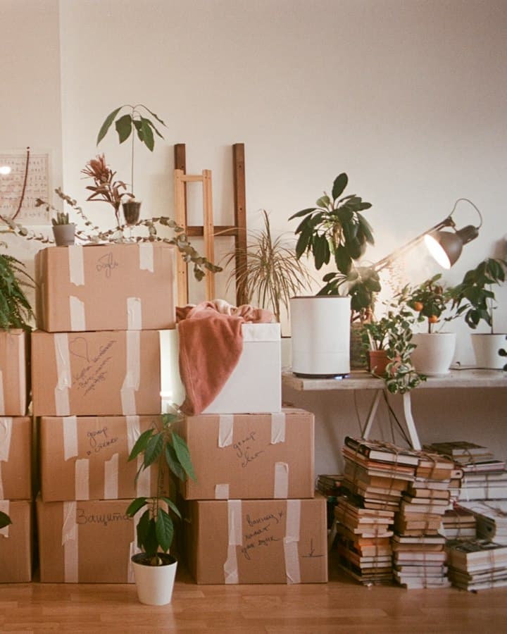 Stacked moving boxes surrounded by houseplants in a bright, warm room